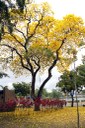 Floração dos Ipês Amarelo_F. Evandro (2).JPG Floração dos Ipês Amarelo_F. Evandro (2).JPG