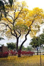 Os ipês amarelos tornam a paisagem mais bela durante o período de floração, além de proporcionarem sombras e atrair pássaros; essas árvores são uma marca da cidade de João Pessoa