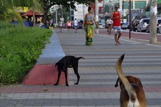 A presença de animais sem donos fazendo suas necessidades em locais inapropriados é comum na calçada da orla de João Pessoa