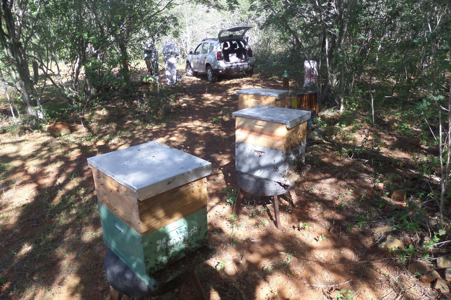 apicultura emepa 23 07.jpg