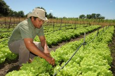 Safra de 219,5 milhões de toneladas em 2018 terá 22,4 milhões a menos do que a produção esperada para 2017