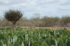 A construção do banco de dados será feita através do monitoramento dos estoques de água e carbono na Caatinga