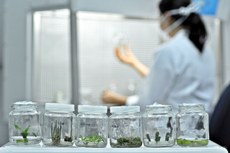 Minicurso sobre o cultivo de espécies de cactos tem o objetivo de difundir conhecimentos biotecnológicos