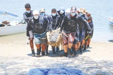 Técnicos do Projeto Peixe-Boi-Marinho realizam manejo de animais encalhados, evitando atropelamento e mortes, na Barra de Mamanguape