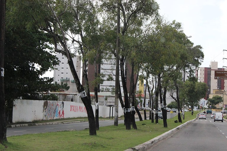 1 Derrubada de árvore na beira rio_EP (28).jpg 1 Derrubada de árvore na beira rio_EP (28).jpg