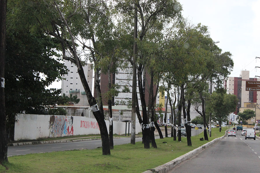 1 Derrubada de árvore na beira rio_EP (28).jpg