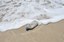 2022.03.25_plastico no mar  © roberto guedes (4).JPG
