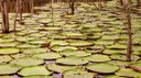 amazônia.jpeg amazônia.jpeg