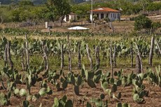 O programa Uma Terra e Duas Águas foi desenvolvido pela Articulação Semiárido Brasileiro