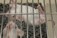 O estudo para o desenvolvimento da vacina conta com um investimento de aproximadamente R$ 10 milhões do ministério da Saúde
