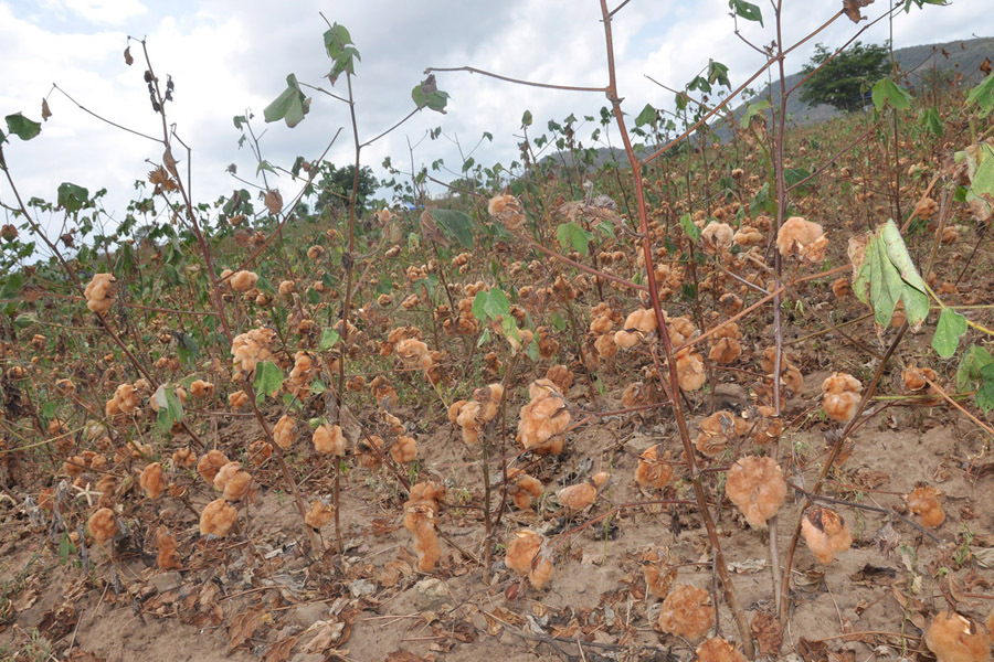 emater pb governo distribui sementes do algodao organico (1).JPG