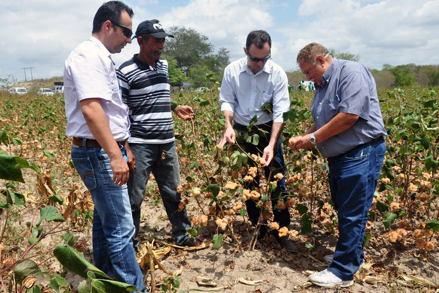 emater pb governo distribui sementes do algodao organico (2).JPG