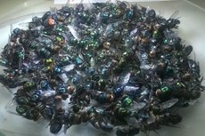 As larvas são fundamentais para estimar a morte. Em laboratório elas se alimentam de carne moída até se tornarem adultas