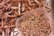 Método permite germinação e crescimento em condições de semiaridez