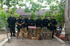 Os animais foram levados para o Centro de Triagem de Animais Silvestres (Cetas), em Cabedelo, e depois serão devolvidos à natureza