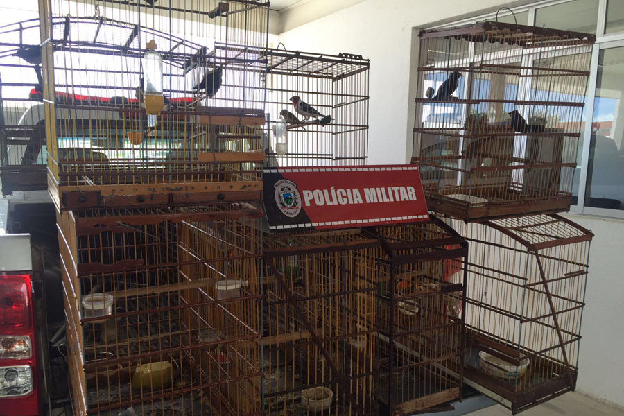 Aves apreendidas na Capital.jpg
