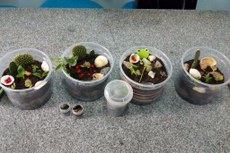 As  plantações foram resultado de uma oficina ministrada aos socioeducandos do Centro Educacional do Jovem, da Fundac