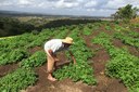 Agricultores serão estimuladas a implantar seu próprio negócio com a garantia de venda da produção para o mercado formal e informal
