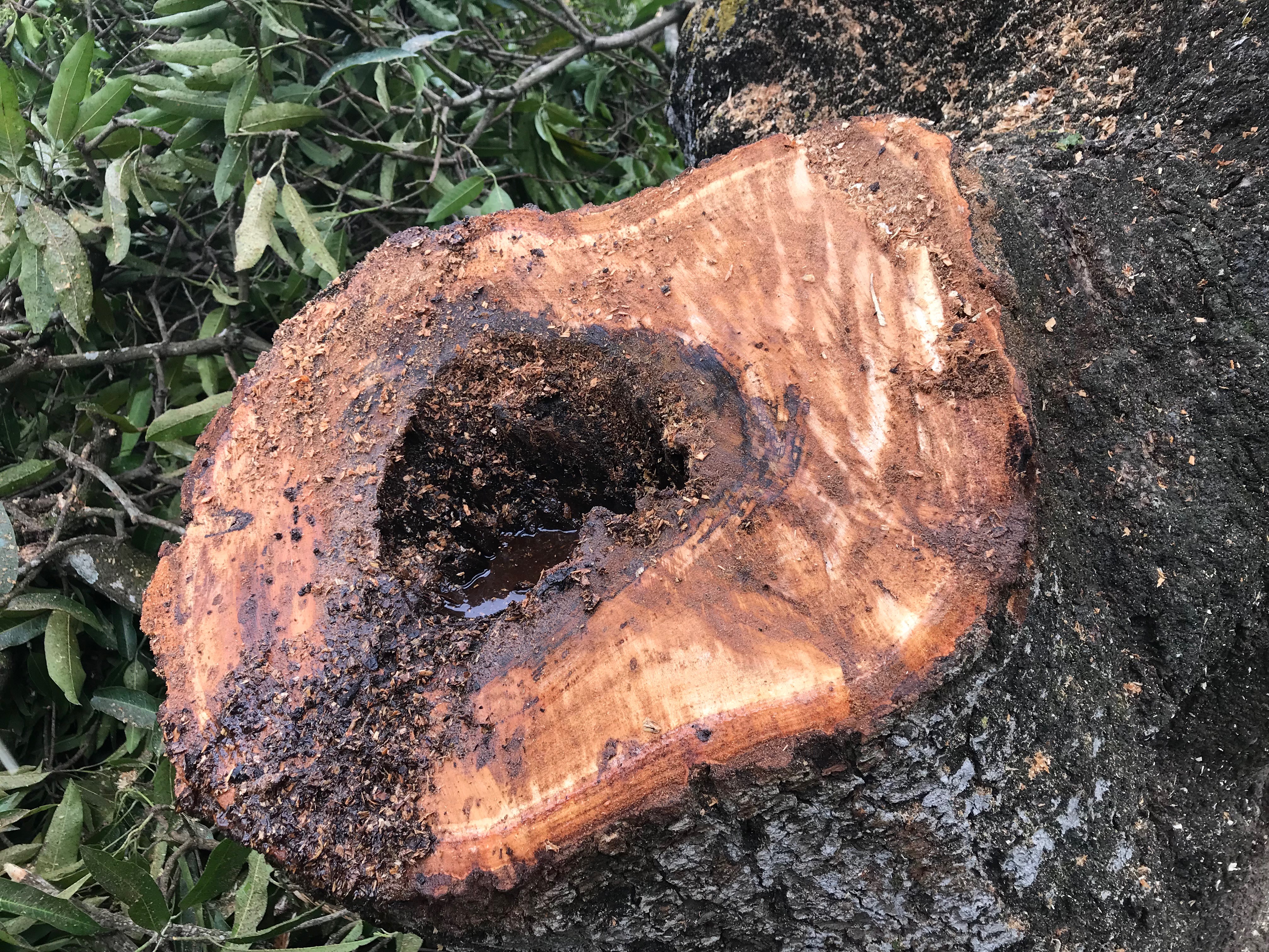 Poda de árvores no DER