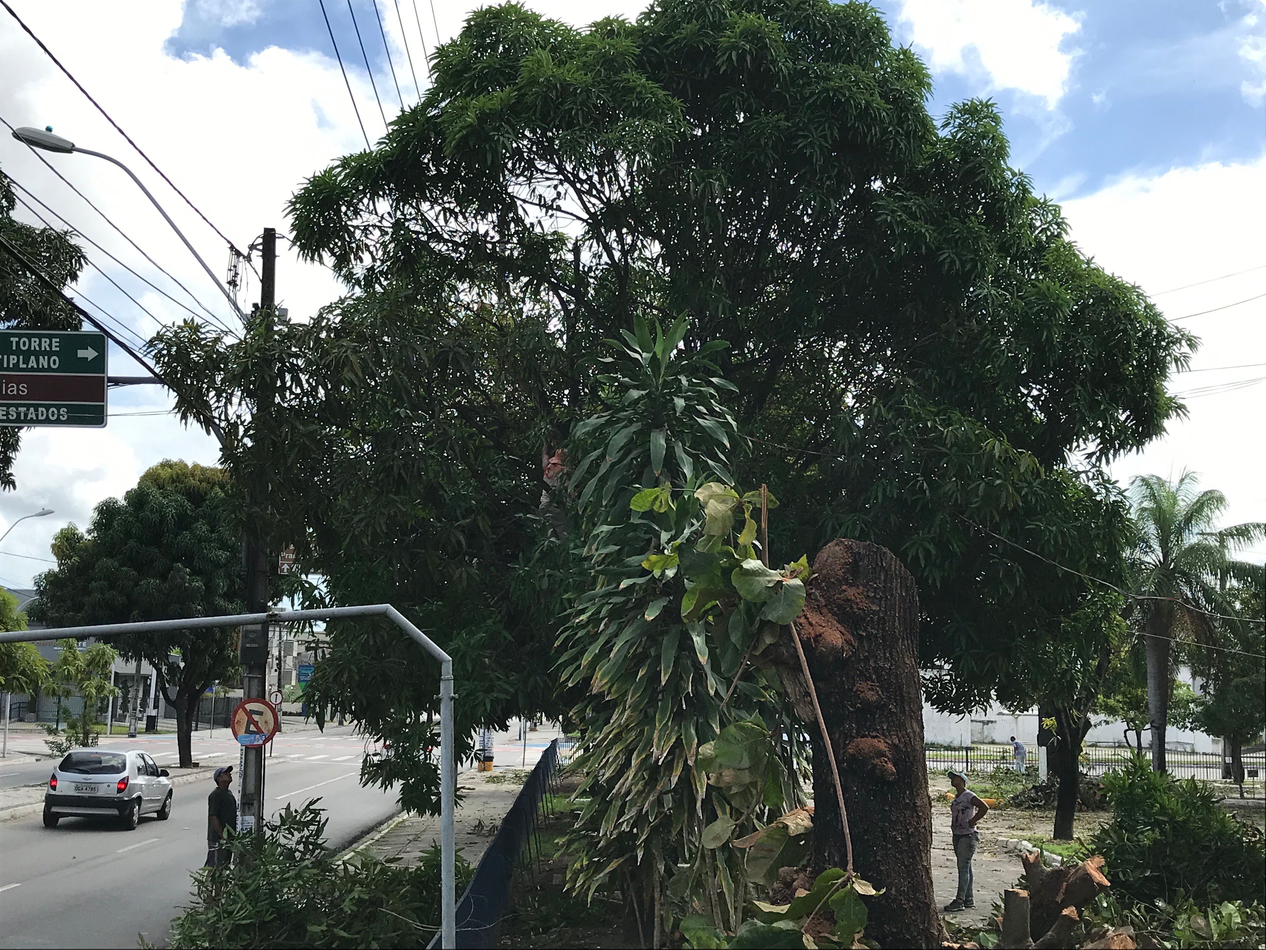 Poda de árvores no DER