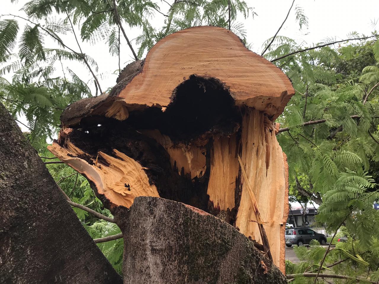 Poda de árvores no DER