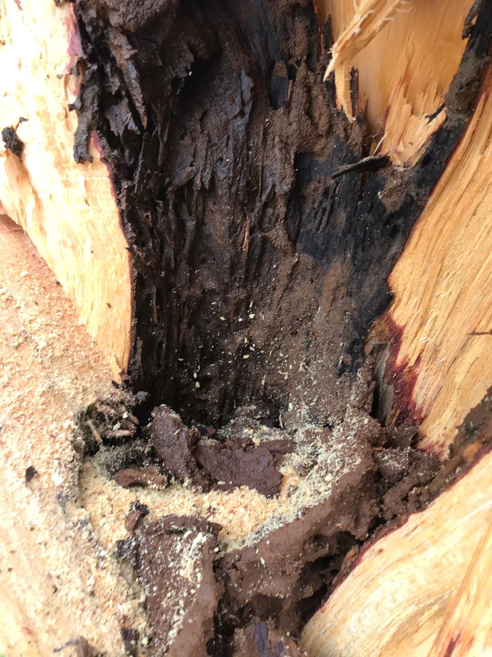 Poda de árvores no DER