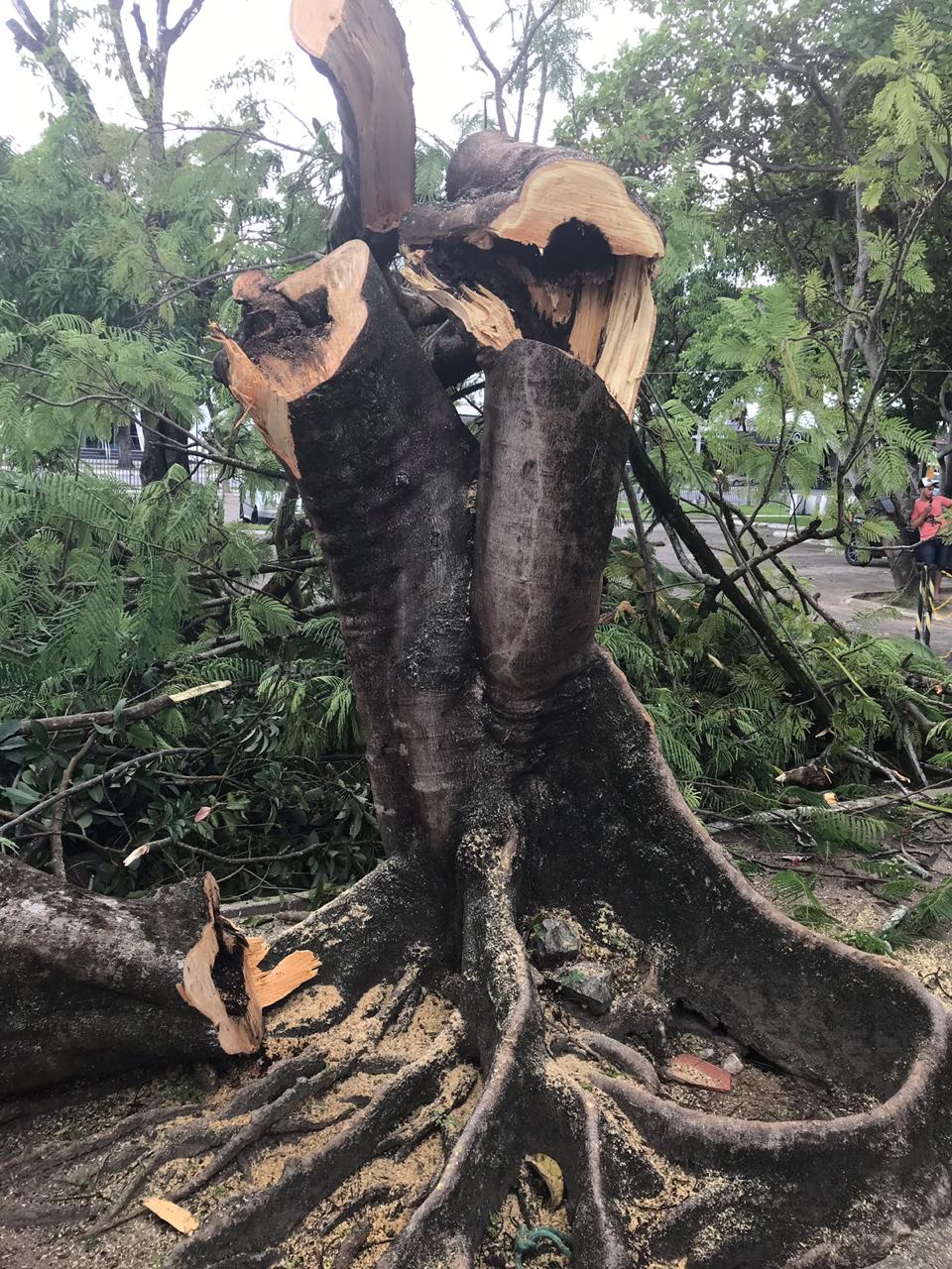 Poda de árvores no DER