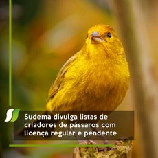 Sudema divulga listas de criadores de pássaros com licença regular e pendente