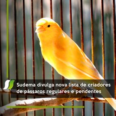 Sudema divulga nova lista de criadores de pássaros regulares e pendentes